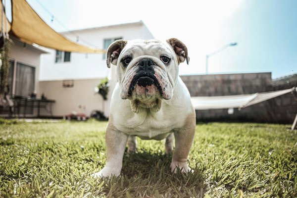 What Are the Best Probiotic Supplements for a French Bulldog with Digestive Issues?
